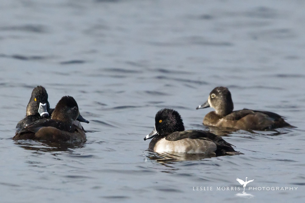 Ring-necked Ducks - ID: 16024547 © Leslie J. Morris
