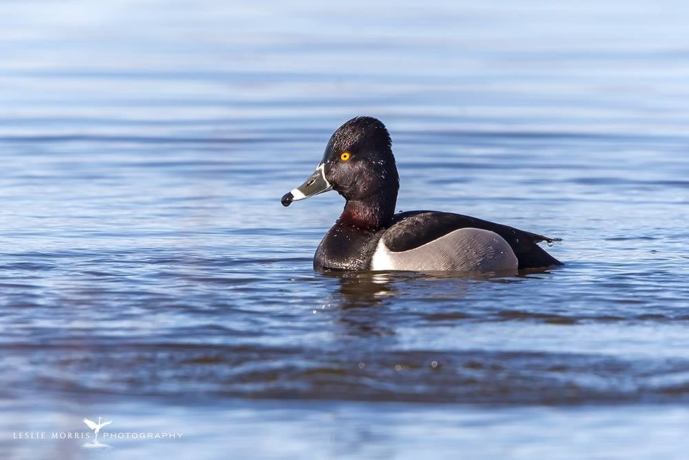 Male Ring-necked Duck - ID: 16024550 © Leslie J. Morris
