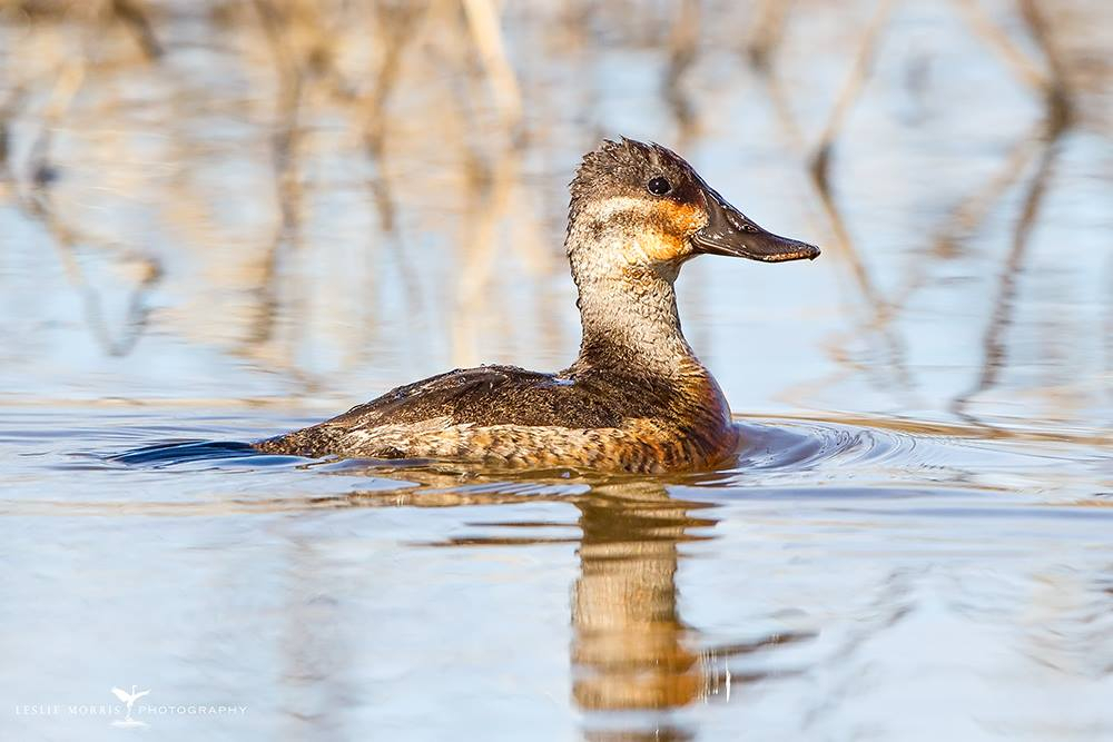 Ruddy Duck - ID: 16024551 © Leslie J. Morris