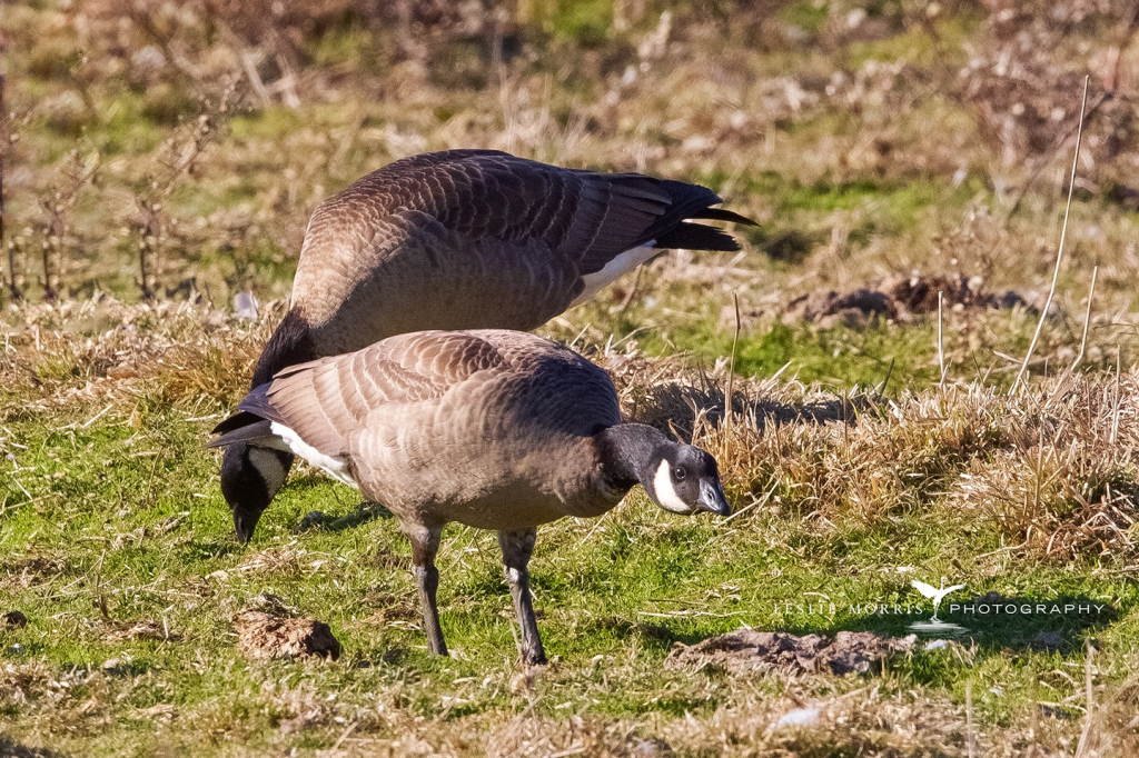 Cackling Goose - ID: 16024555 © Leslie J. Morris