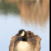 © Leslie J. Morris PhotoID # 16024556: Cackling Goose