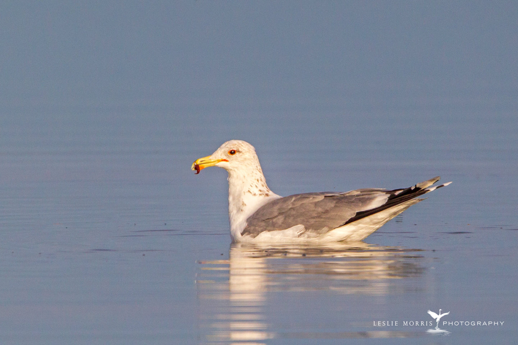 California Gull - ID: 16024557 © Leslie J. Morris
