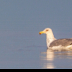 © Leslie J. Morris PhotoID # 16024557: California Gull