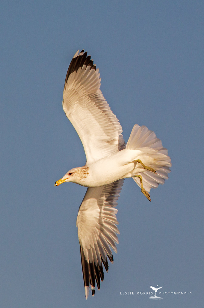 California Gull - ID: 16024558 © Leslie J. Morris