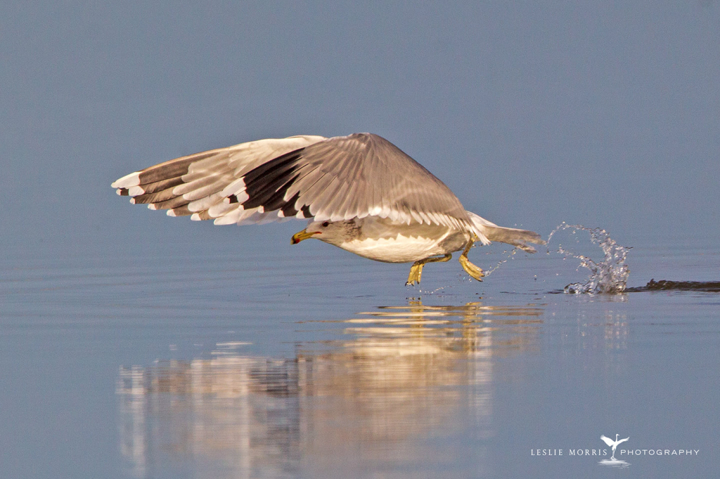California Gull - ID: 16024560 © Leslie J. Morris