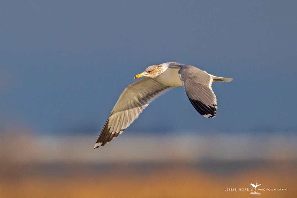 California Gull   - ID: 16024559 © Leslie J. Morris