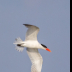 © Leslie J. Morris PhotoID # 16024561: Caspian Tern