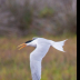 © Leslie J. Morris PhotoID # 16024564: Elegant Tern 