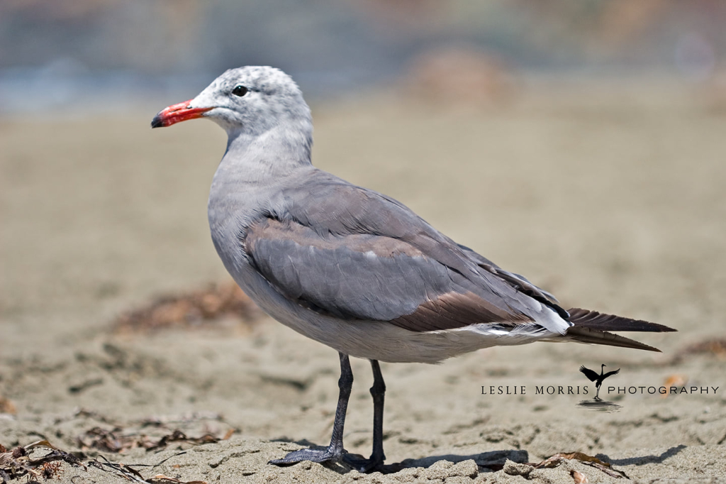 Heerman's Gull - ID: 16024567 © Leslie J. Morris