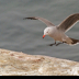 © Leslie J. Morris PhotoID # 16024571: Heerman's Gull
