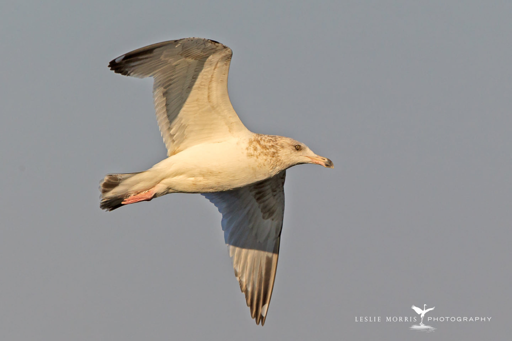 Herring Gull - ID: 16024572 © Leslie J. Morris