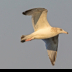 © Leslie J. Morris PhotoID # 16024572: Herring Gull