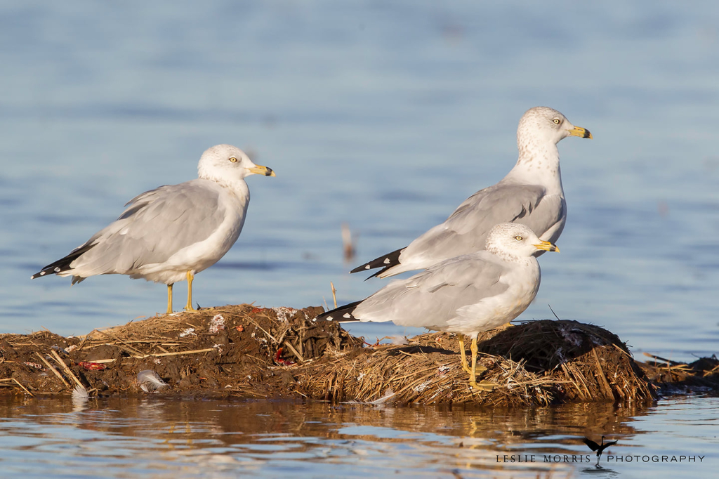 Ring-billed Gull1 - ID: 16024577 © Leslie J. Morris