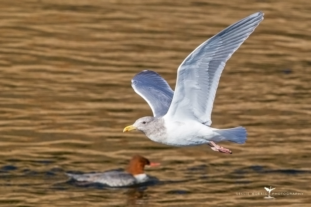 Glaucous-winged Gull2 - ID: 16024579 © Leslie J. Morris
