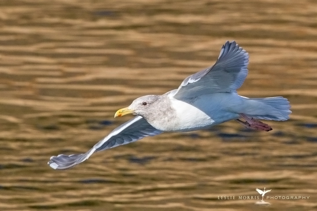 Glaucous-winged Gull3 - ID: 16024580 © Leslie J. Morris