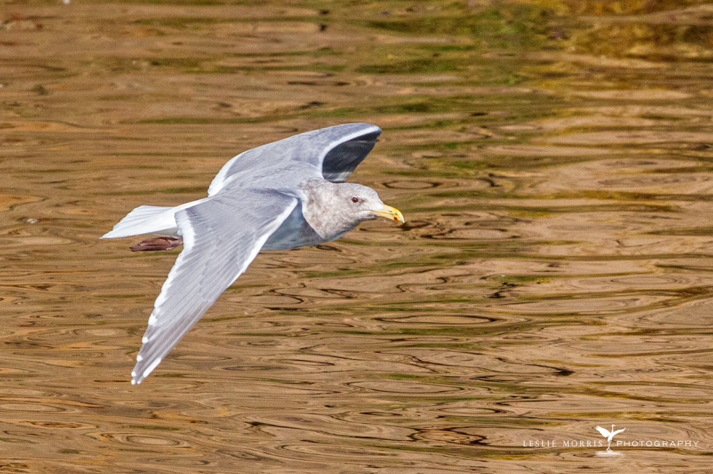 Glaucous-winged Gull - ID: 16024582 © Leslie J. Morris