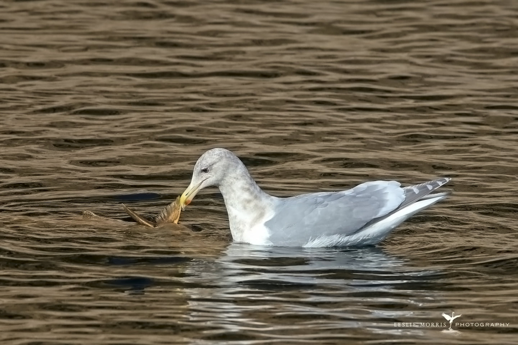 Glaucous-winged Gull1 - ID: 16024581 © Leslie J. Morris