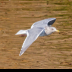 © Leslie J. Morris PhotoID # 16024582: Glaucous-winged Gull