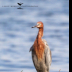 © Leslie J. Morris PhotoID # 16024588: Reddish Egret