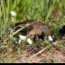 © Leslie J. Morris PhotoID # 16024589: Virginia Rail