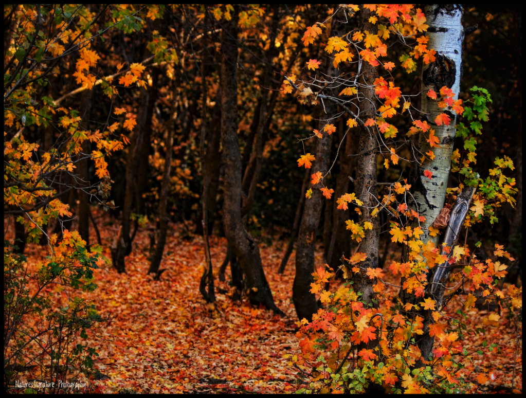 ~ Autumn Colors ~ - ID: 16024719 © Trudy L. Smuin
