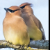 © Leslie J. Morris PhotoID # 16024727: Cedar Waxwing2