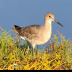 © Leslie J. Morris PhotoID # 16024731: Willet