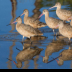 © Leslie J. Morris PhotoID # 16024733: Marbled Godwit Flock