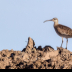 © Leslie J. Morris PhotoID # 16024736: Whimbrel2