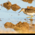 © Leslie J. Morris PhotoID # 16024737: Pectoral Sandpiper1