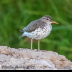 © Leslie J. Morris PhotoID # 16024740: Spotted Sandpiper