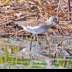 © Leslie J. Morris PhotoID # 16024741: Solitary Sandpiper