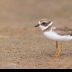 © Leslie J. Morris PhotoID # 16024742: Semipalmated Plover