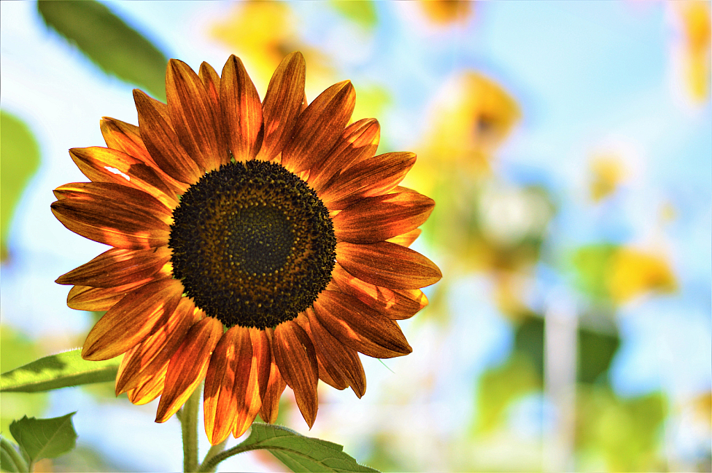 Sunflower - Backlit