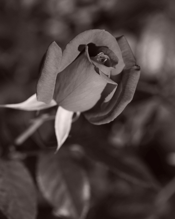 rose in black and white