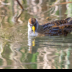 © Leslie J. Morris PhotoID # 16024678: Sora