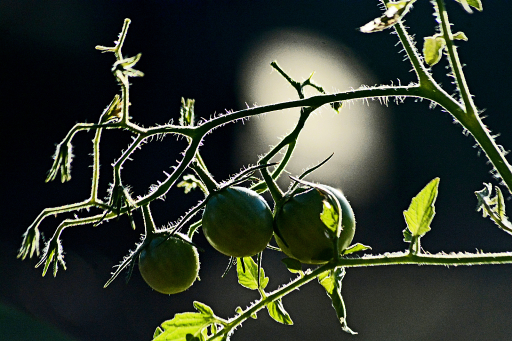 little tomatoes.....