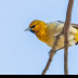 © Leslie J. Morris PhotoID # 16024685: Bullocks Oriole1