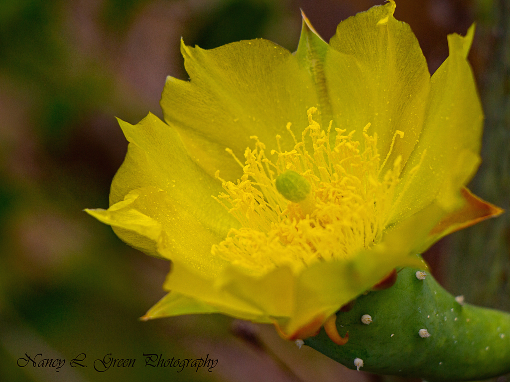 Dessert Bloom