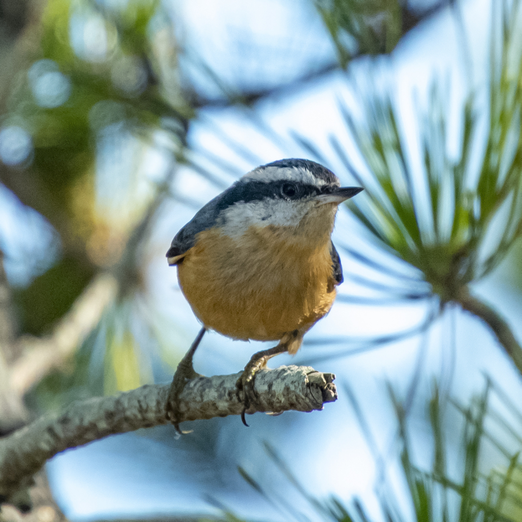 Red Breasted Nuthatch