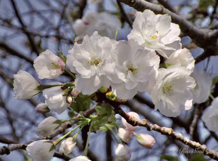 Cherry Blossom Ceiling