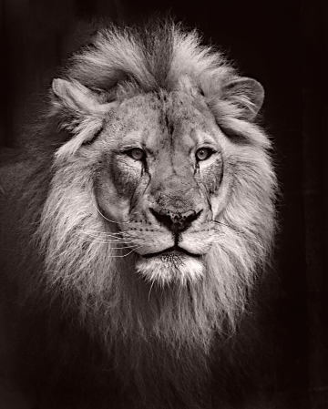 photo shoped lion 