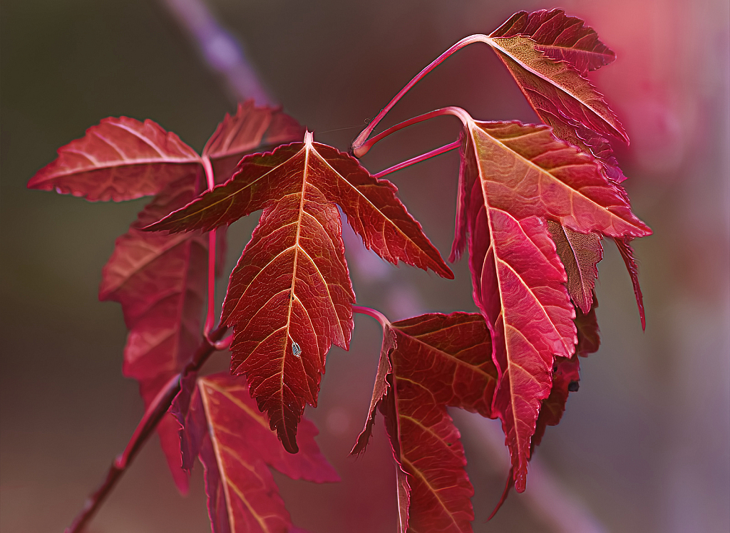 Red Leaves