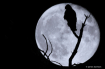 The Night Watch