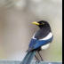 © Leslie J. Morris PhotoID # 16024790: Yellow-billed Magpie