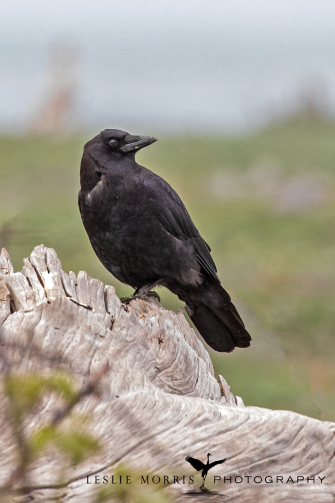 American Crow1 - ID: 16024791 © Leslie J. Morris