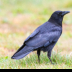 © Leslie J. Morris PhotoID # 16024792: American Crow