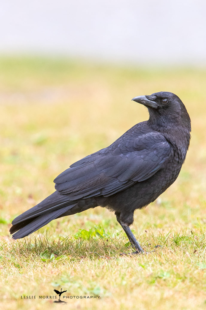 American Crow - ID: 16024793 © Leslie J. Morris