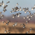 © Leslie J. Morris PhotoID # 16024799: Dunlin