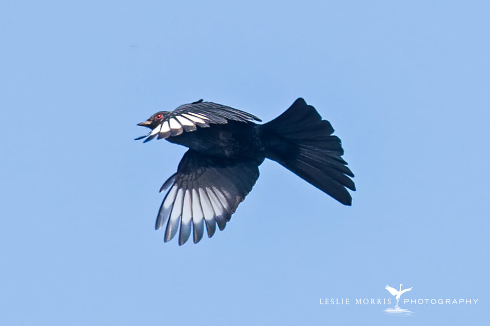 Phainopepla - ID: 16024803 © Leslie J. Morris